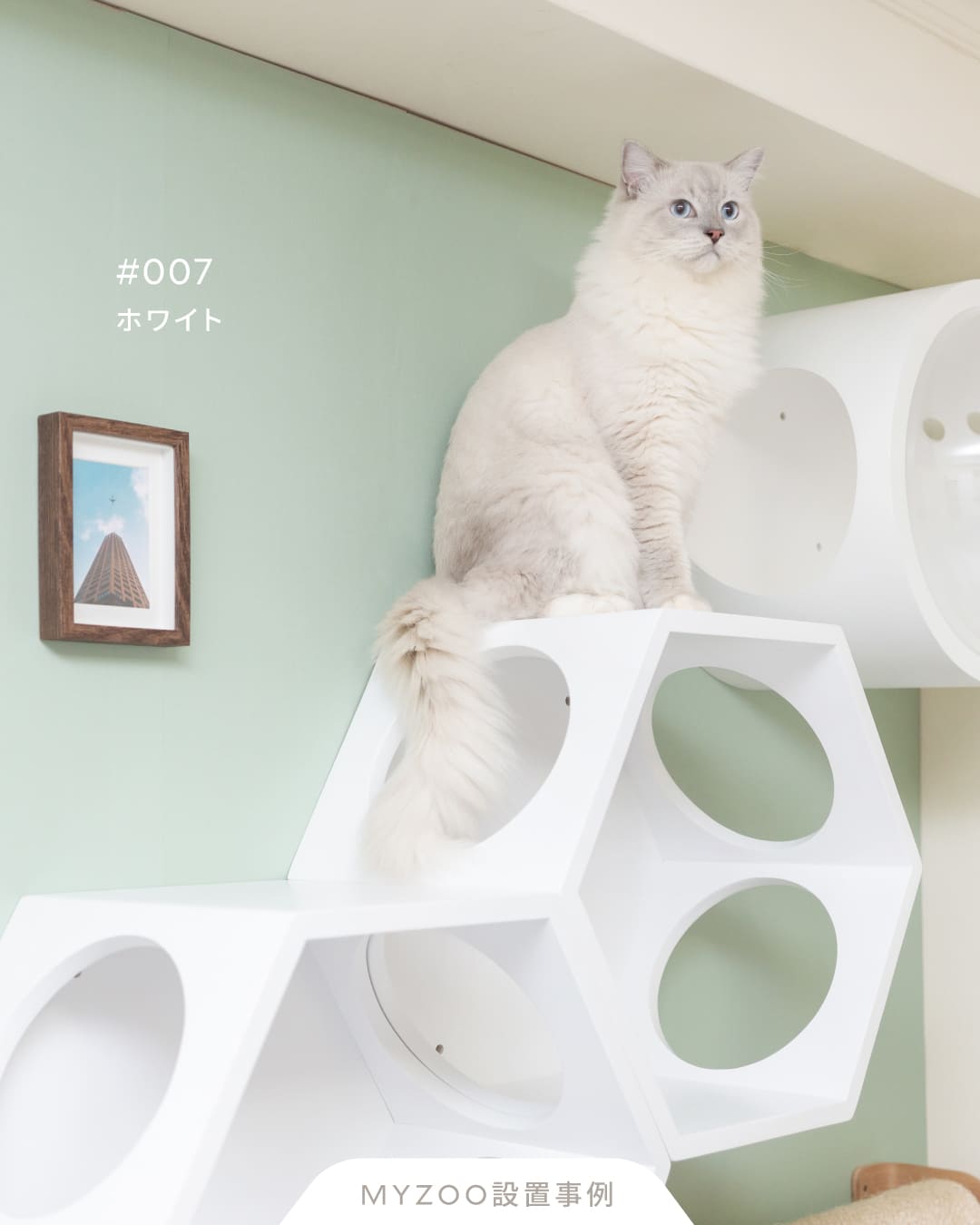 𝐋𝐢𝐯𝐢𝐧𝐠 𝐰𝐢𝐭𝐡 𝐂𝐚𝐭𝐬|オールホワイト猫空間
