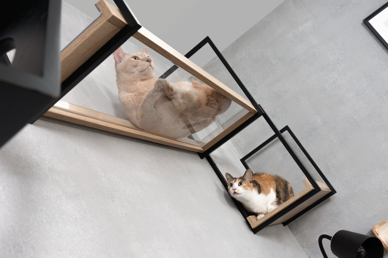 【ウェブマガジン-AMILIE】猫と人の好奇心を刺激するカタチ。MYZOO『六角ハウス』&肉球見放題のクリアステップ「MYZOO-AVENUE/クリア」