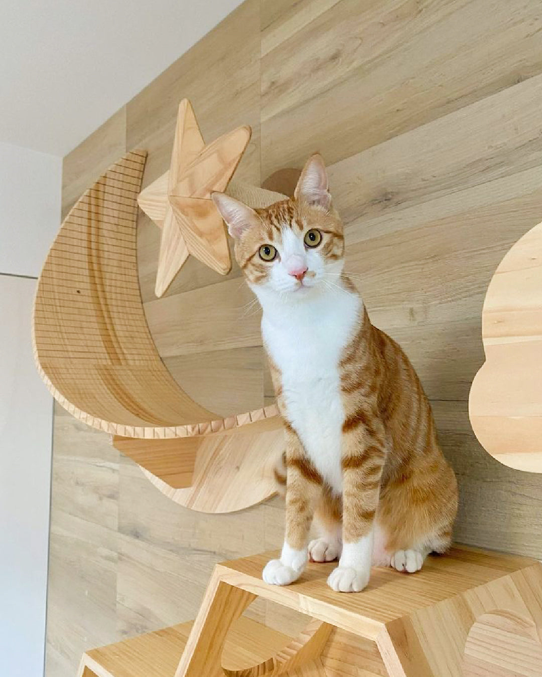 𝐋𝐢𝐯𝐢𝐧𝐠 𝐰𝐢𝐭𝐡 𝐂𝐚𝐭𝐬|ナチュラルな木の温もり