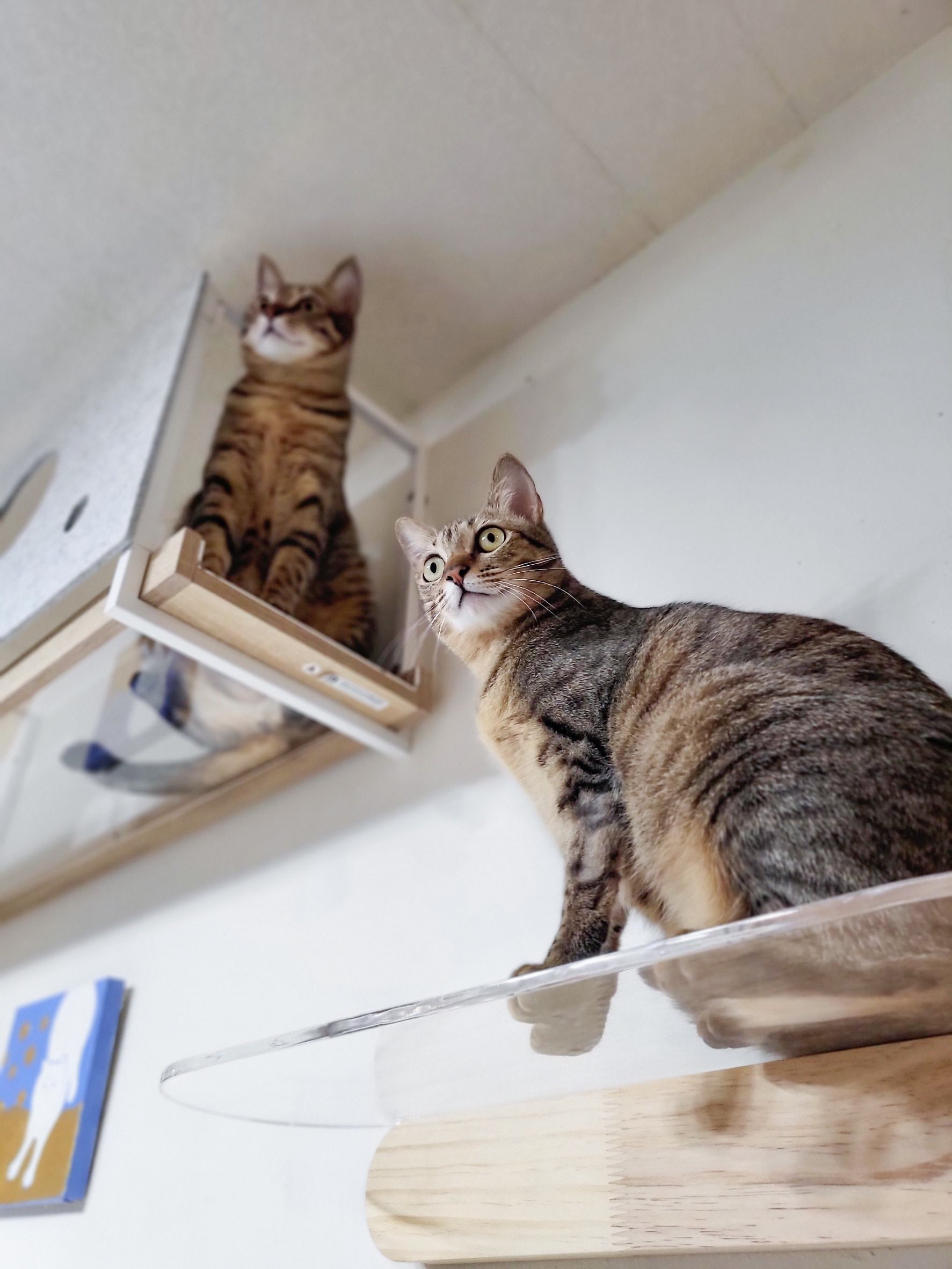 𝐋𝐢𝐯𝐢𝐧𝐠 𝐰𝐢𝐭𝐡 𝐂𝐚𝐭𝐬|回遊動線を生み出すキャットシェルフ