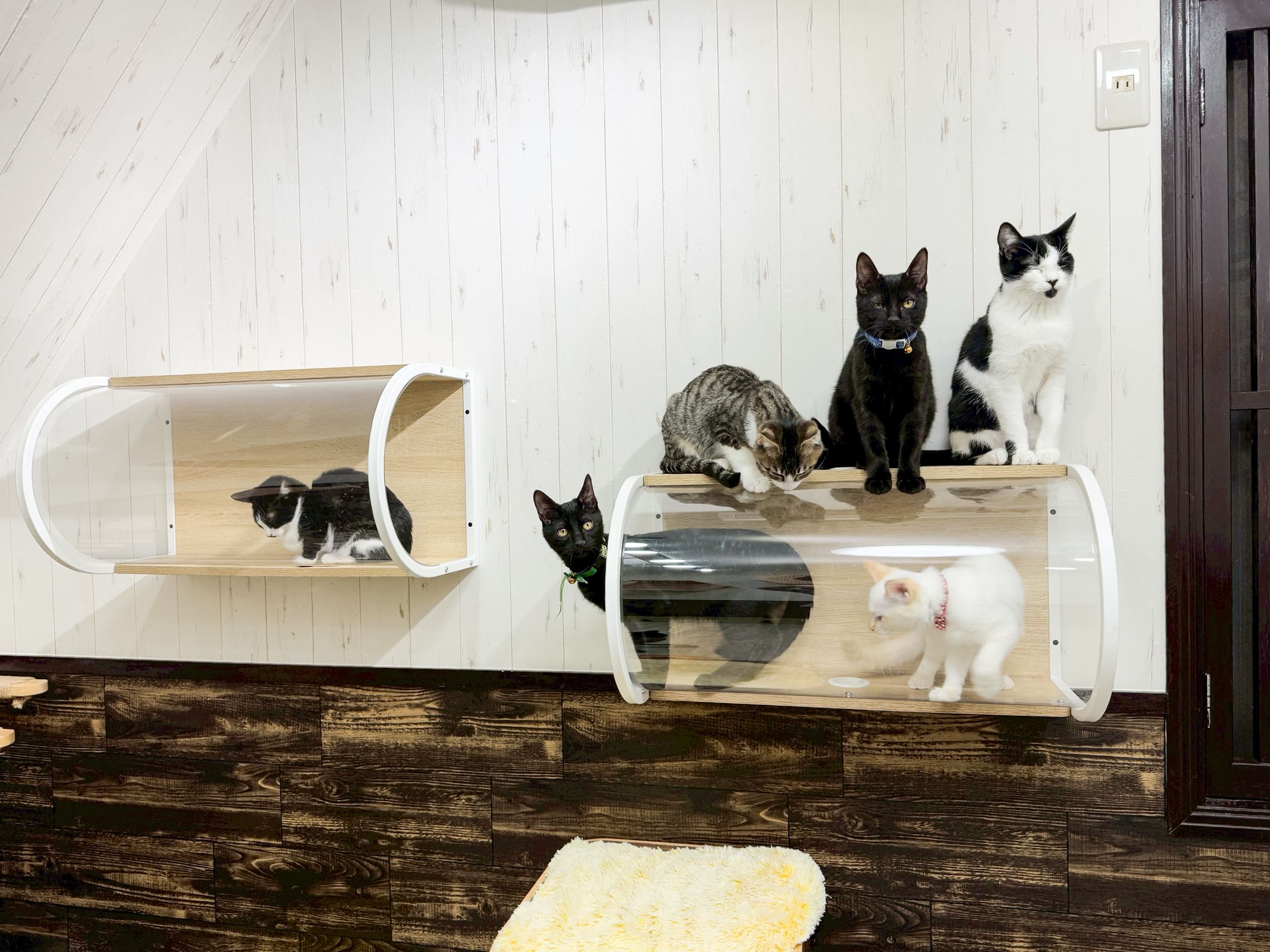 保護猫施設導入事例|TNR活動とシェルターの環境づくり