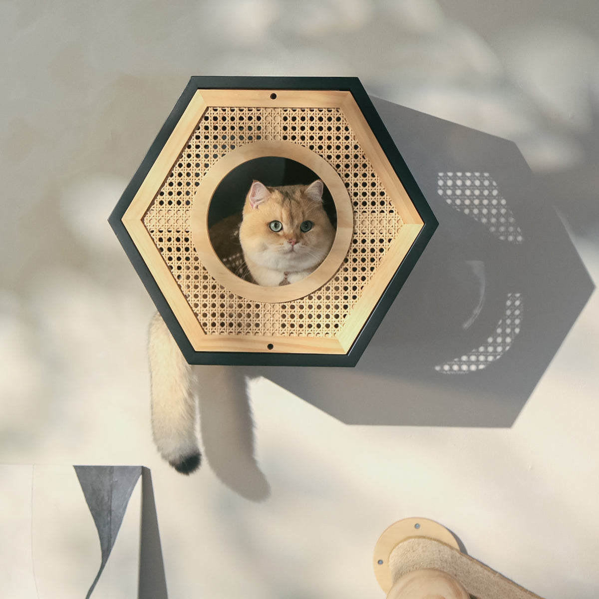 大型サイズ&ベッドタイプ | Large Catstep