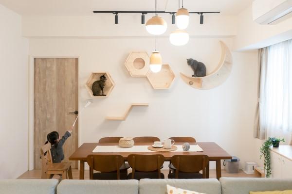 猫がMYZOOの木製キャットウォーク上で子供と遊んでいます。