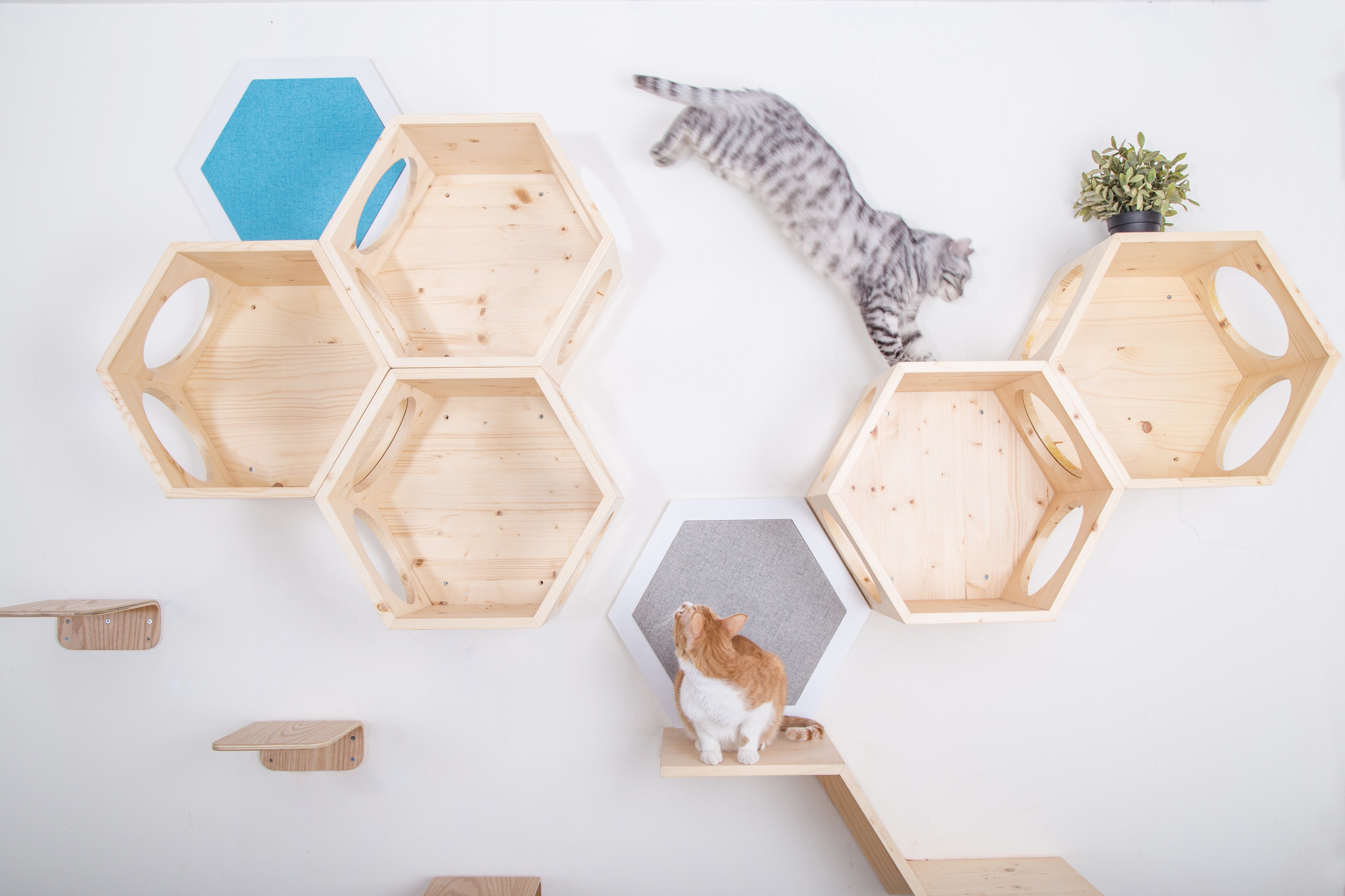 虎猫がおしゃれの木製のMYZOO六角ハウスキャットウォーク上でジャンプする姿