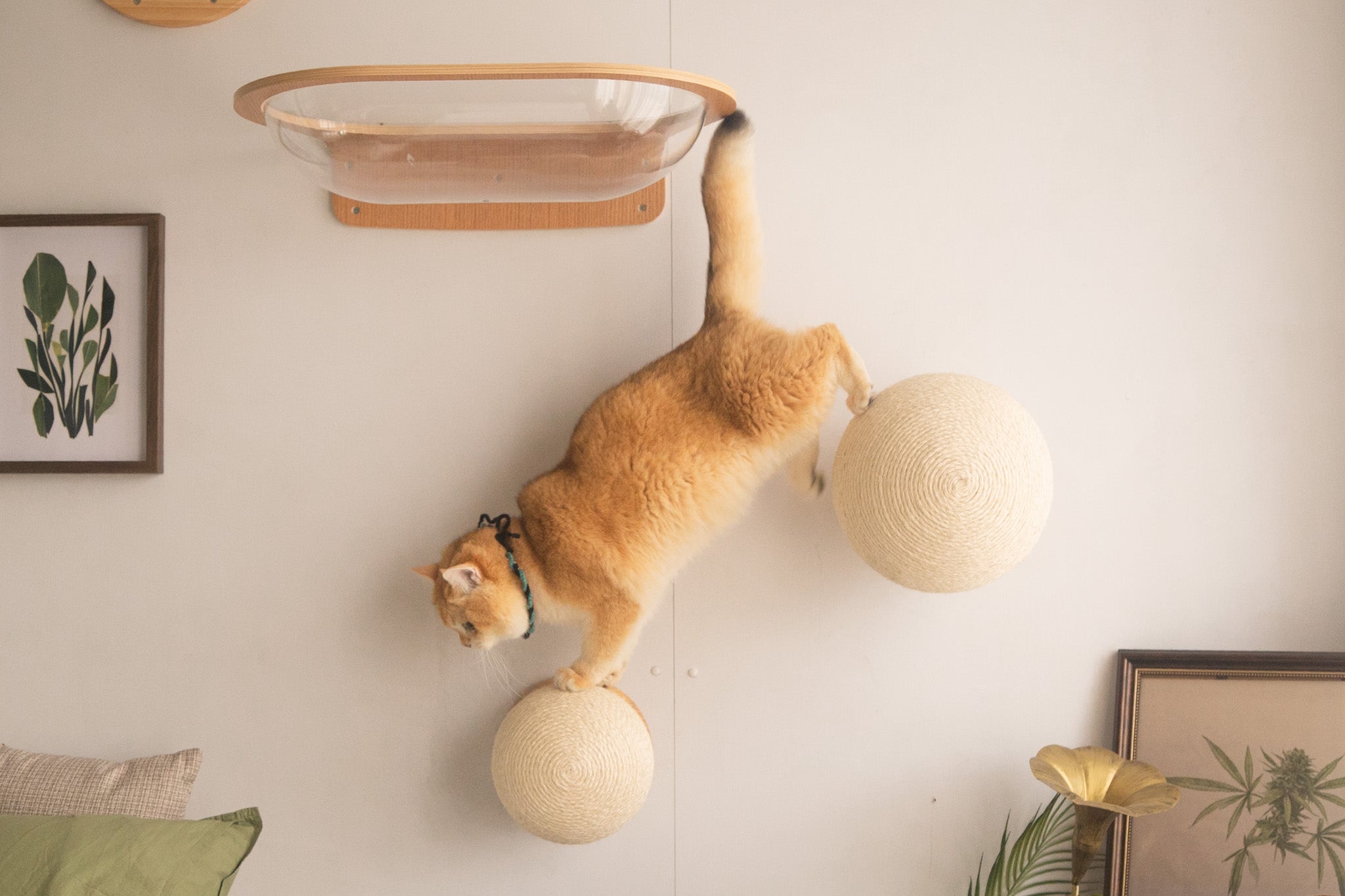 Caturn Set
