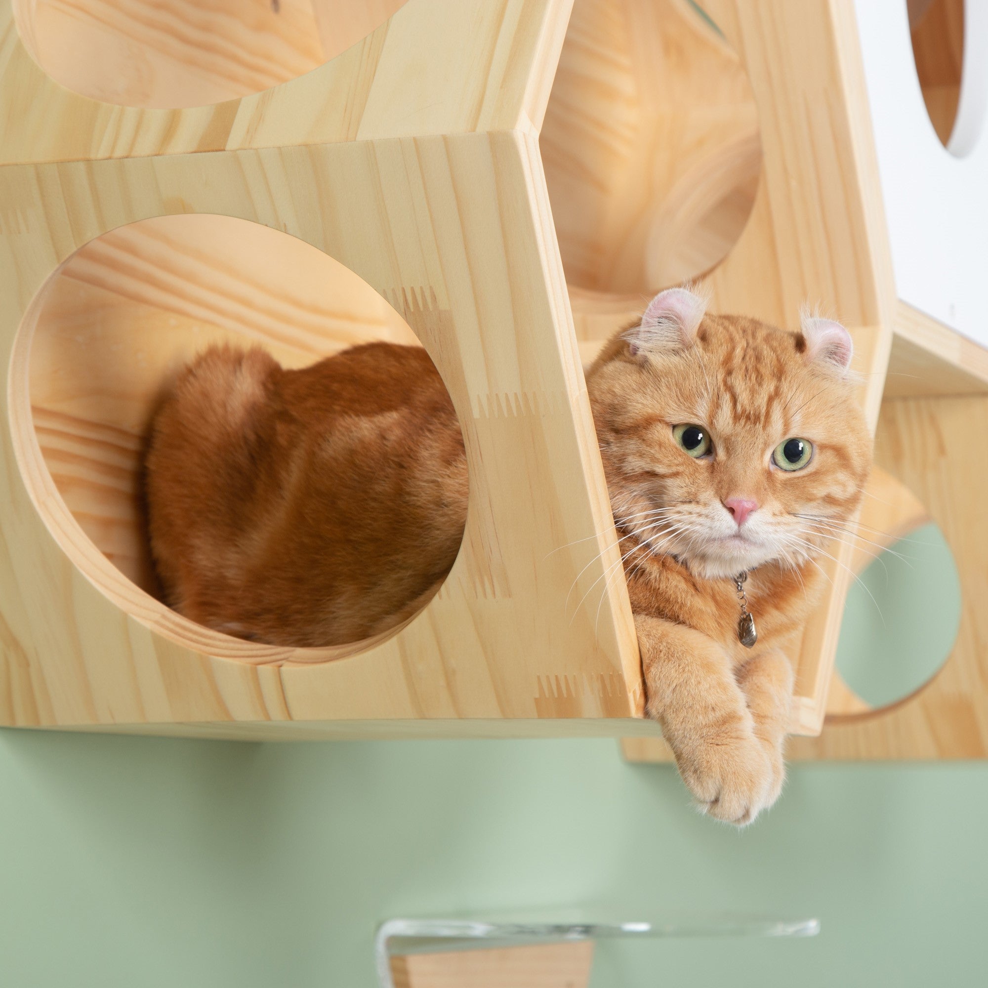 Busycat