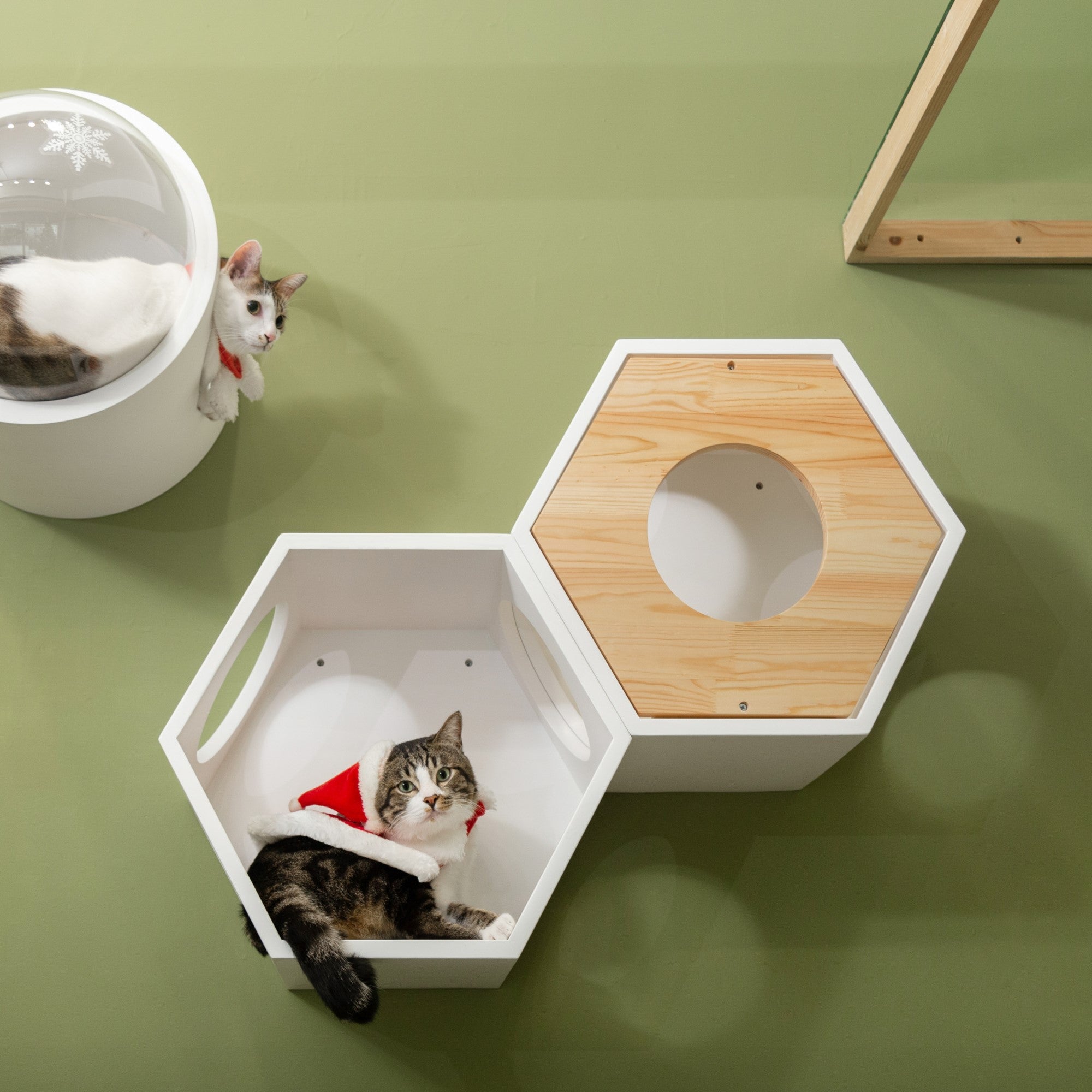 Busycat White