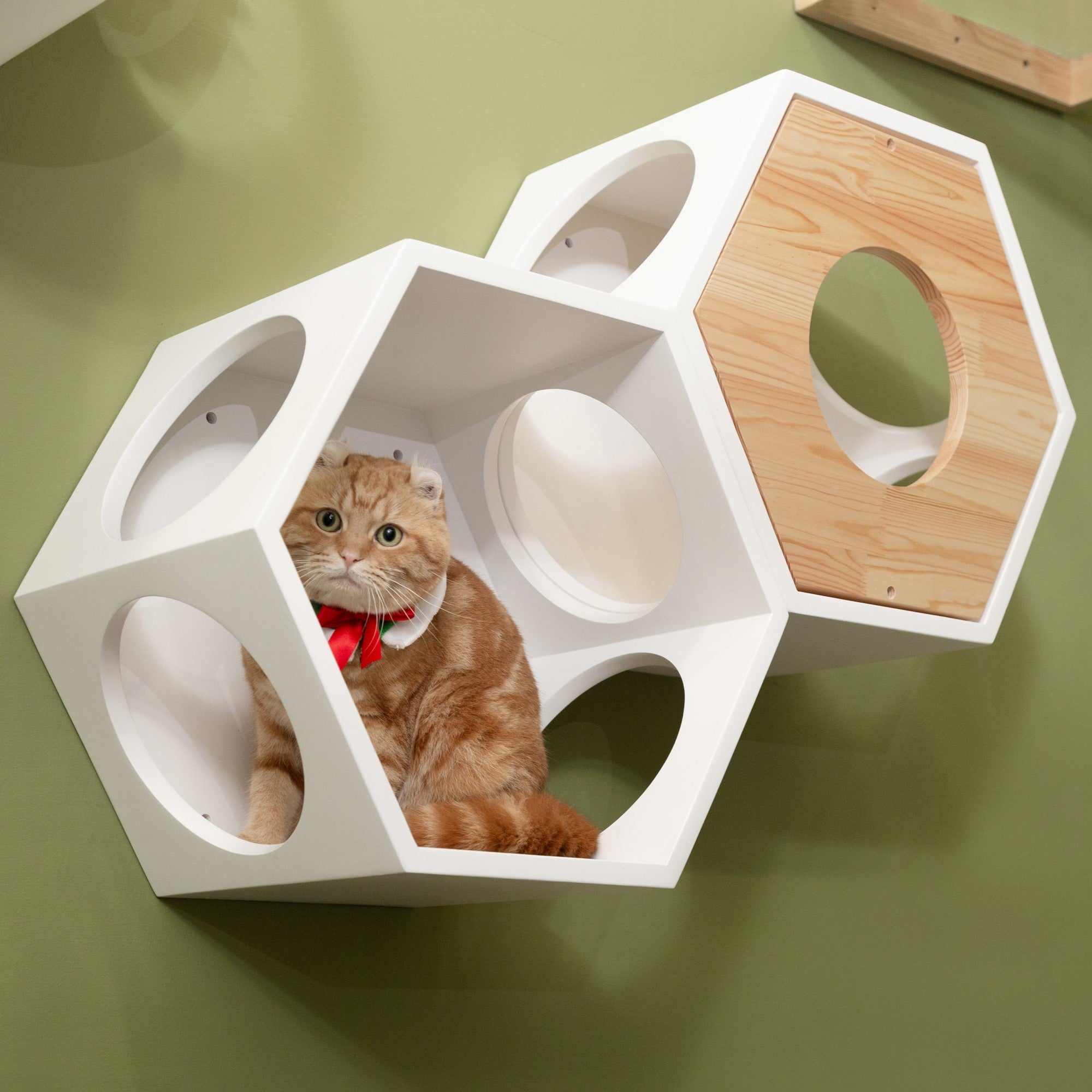 Busycat White