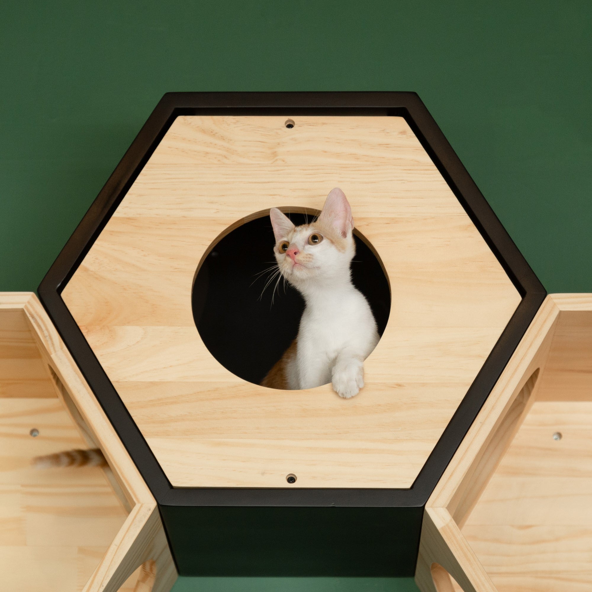 Busy Cat Cover Set