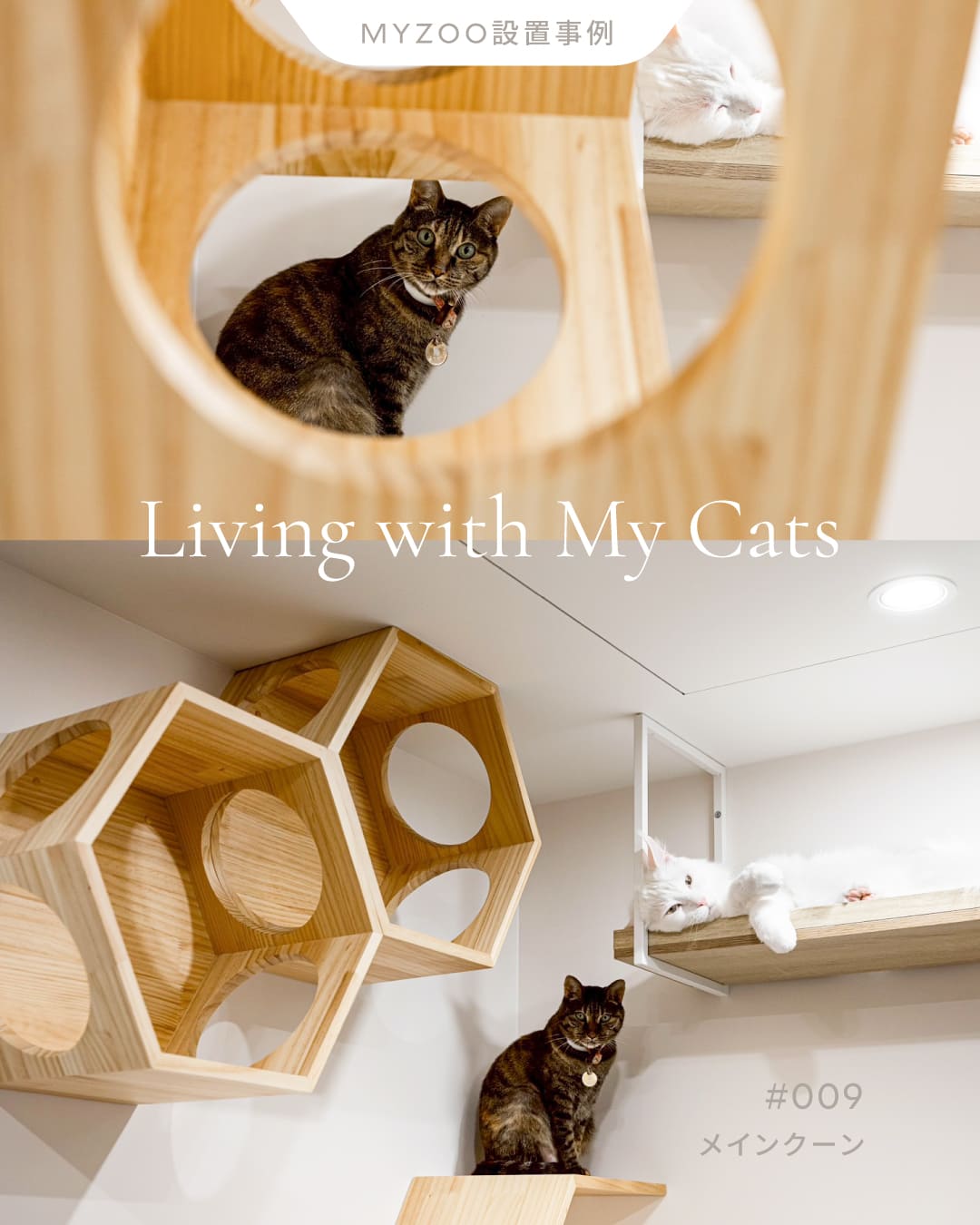 𝐋𝐢𝐯𝐢𝐧𝐠 𝐰𝐢𝐭𝐡 𝐂𝐚𝐭𝐬｜大型猫も安心なキャットステップ