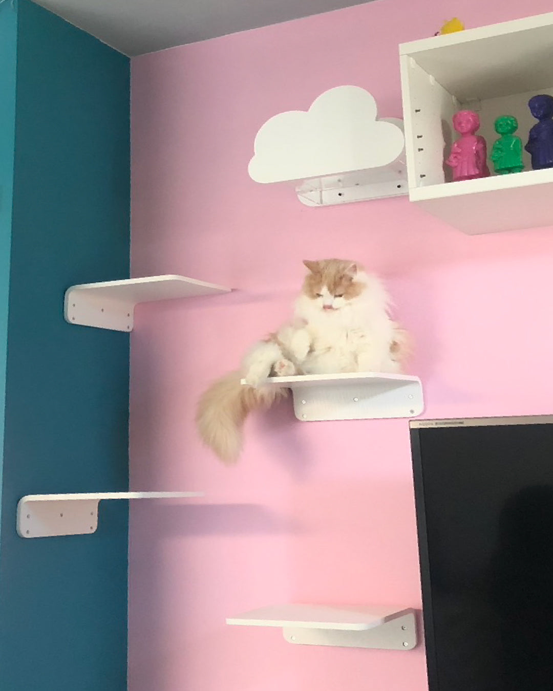 𝐋𝐢𝐯𝐢𝐧𝐠 𝐰𝐢𝐭𝐡 𝐂𝐚𝐭𝐬｜足が不自由でも工夫次第で安全に