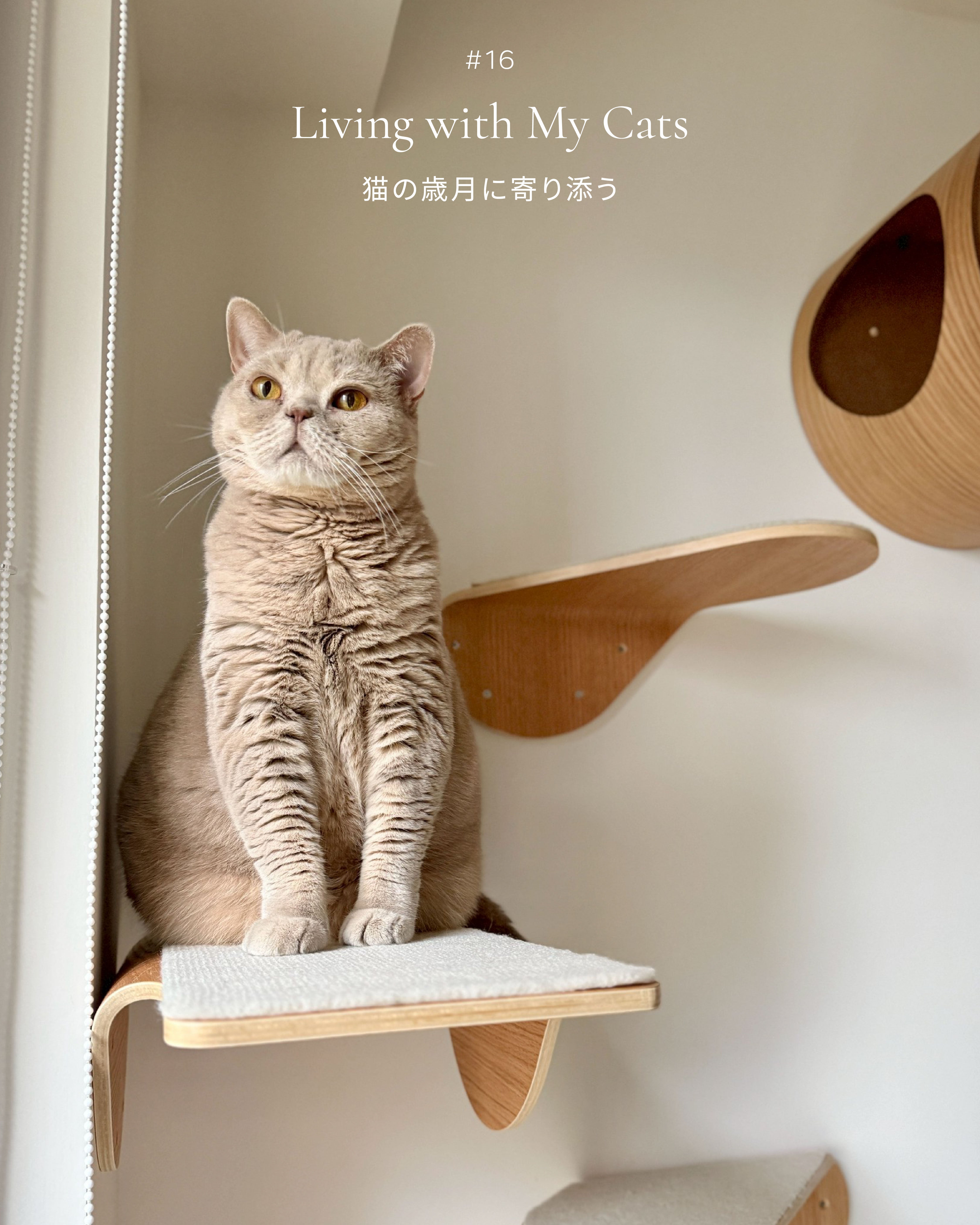 𝐋𝐢𝐯𝐢𝐧𝐠 𝐰𝐢𝐭𝐡 𝐂𝐚𝐭𝐬｜猫の歳月に寄り添う住まいづくり