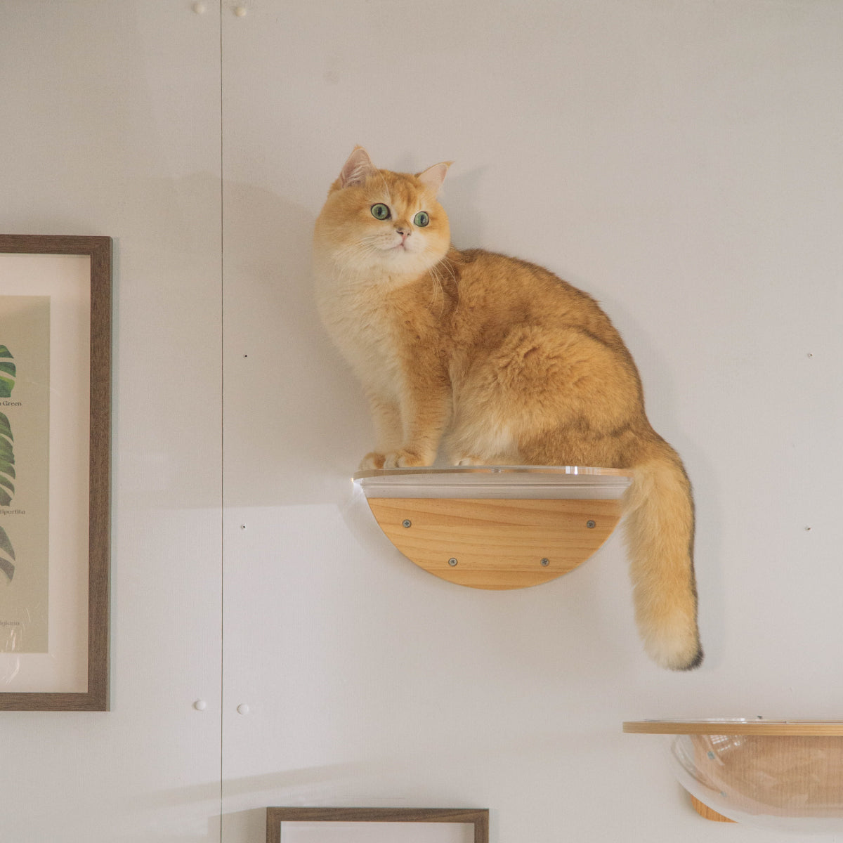 小型サイズ＆ステップタイプ Small Catstep