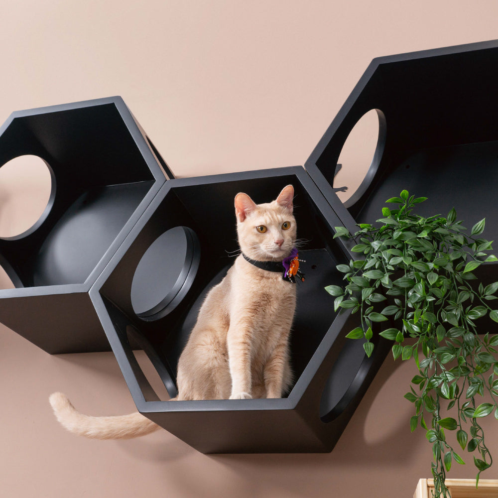 Busycat Black