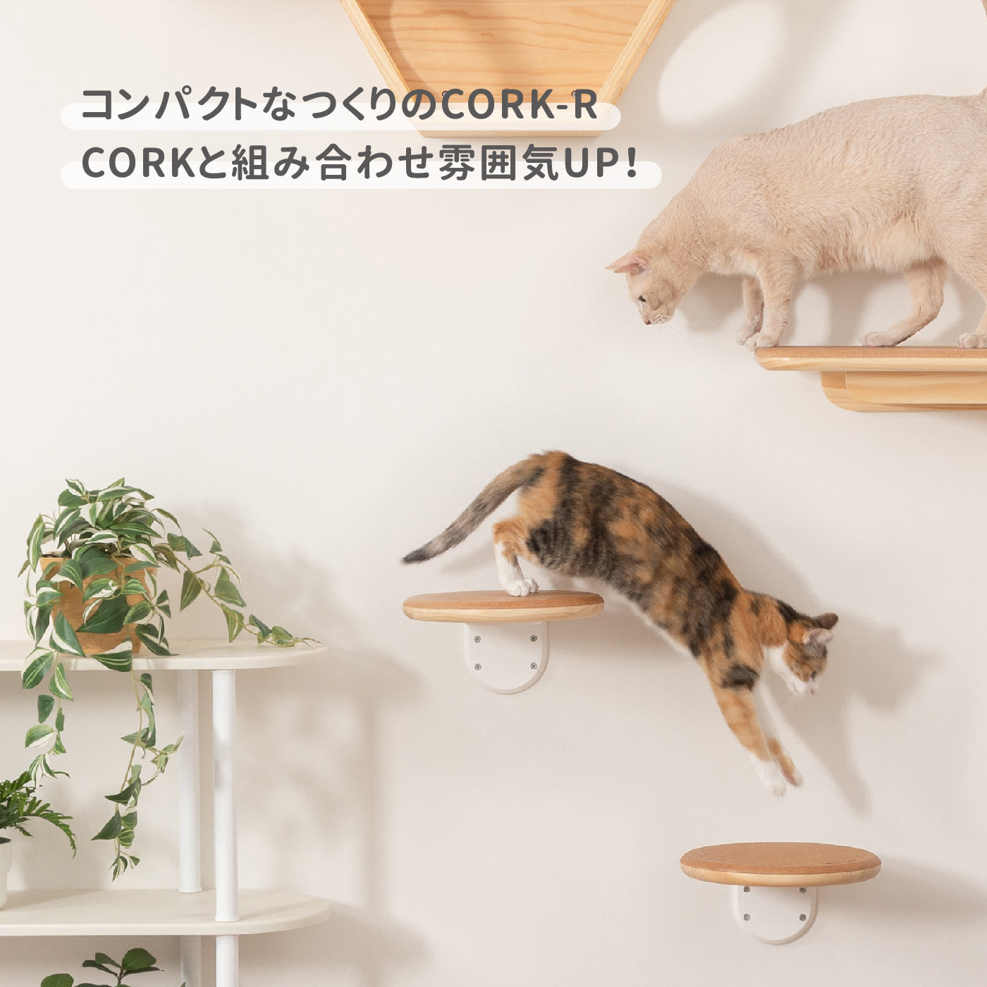 【キャットステップ】MYZOO-CORK-R