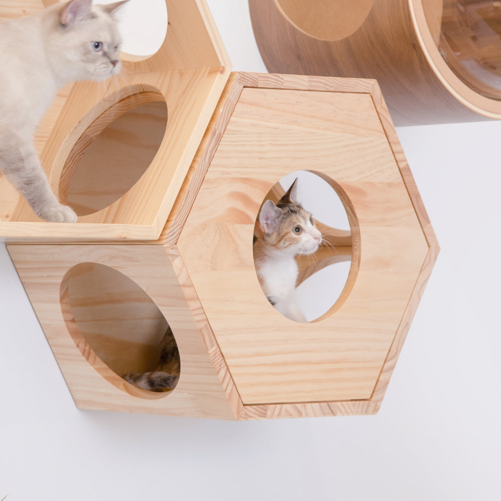 Busycat Cover