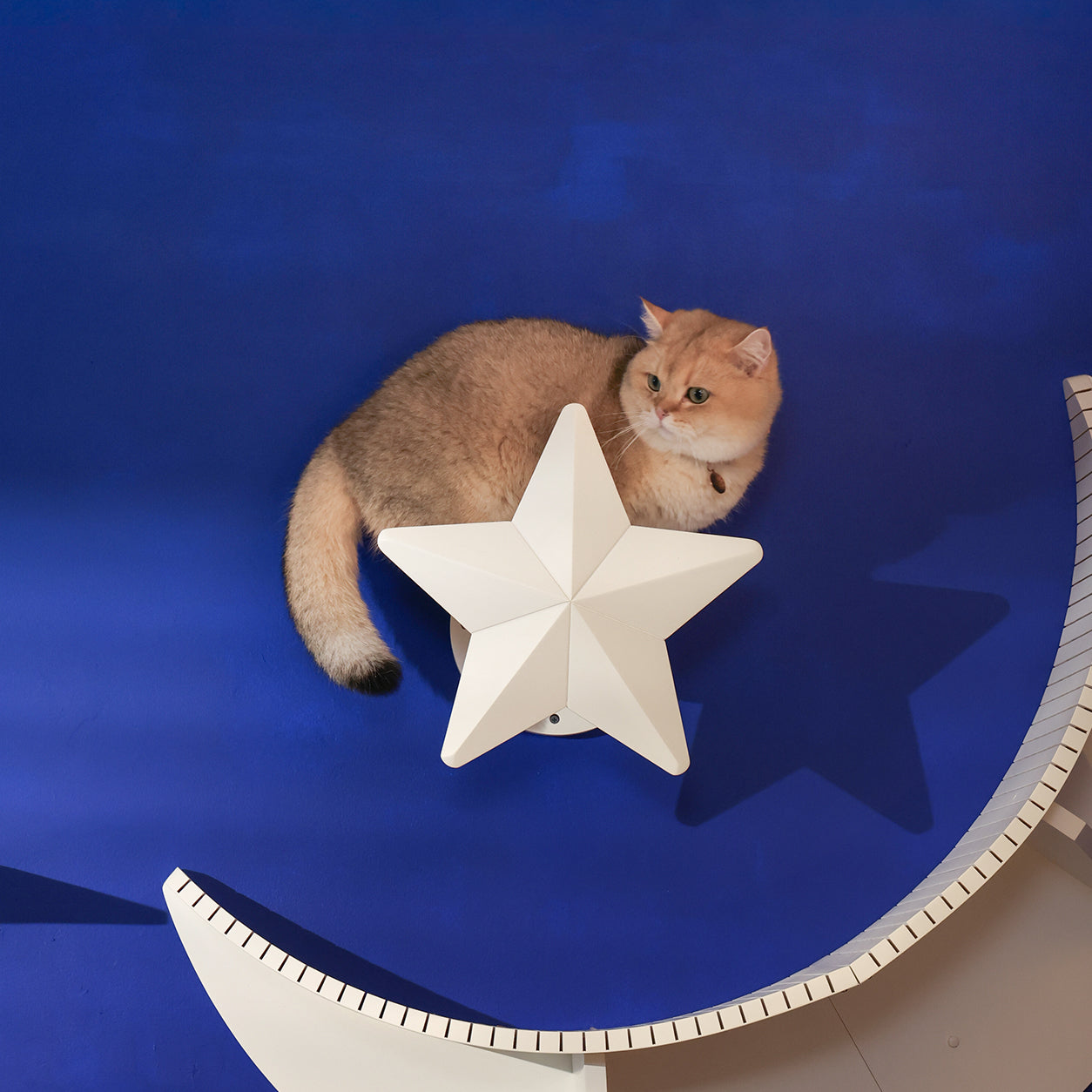 【15周年記念】Star White　7/7販売開始