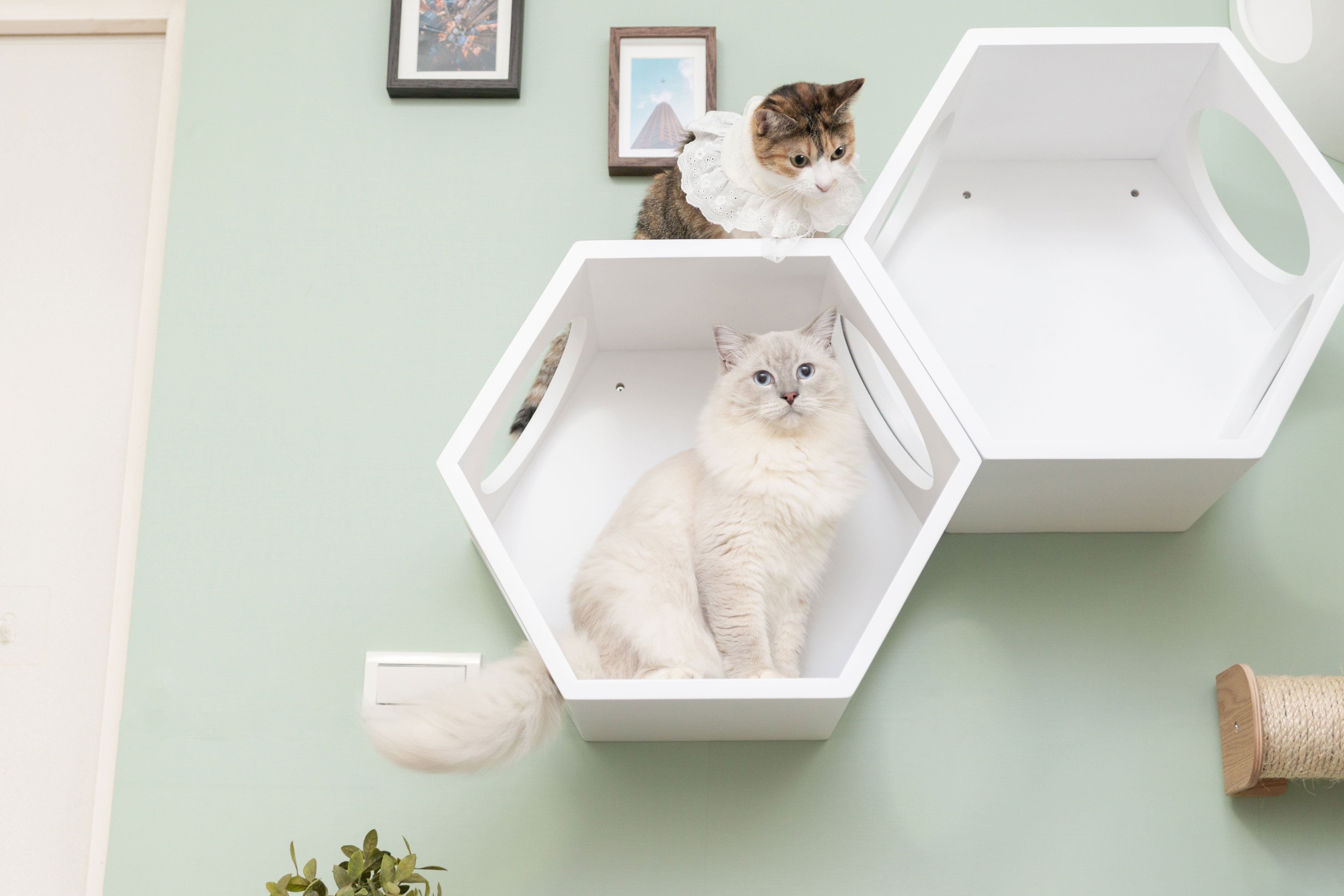 Busy Cat Cover Set