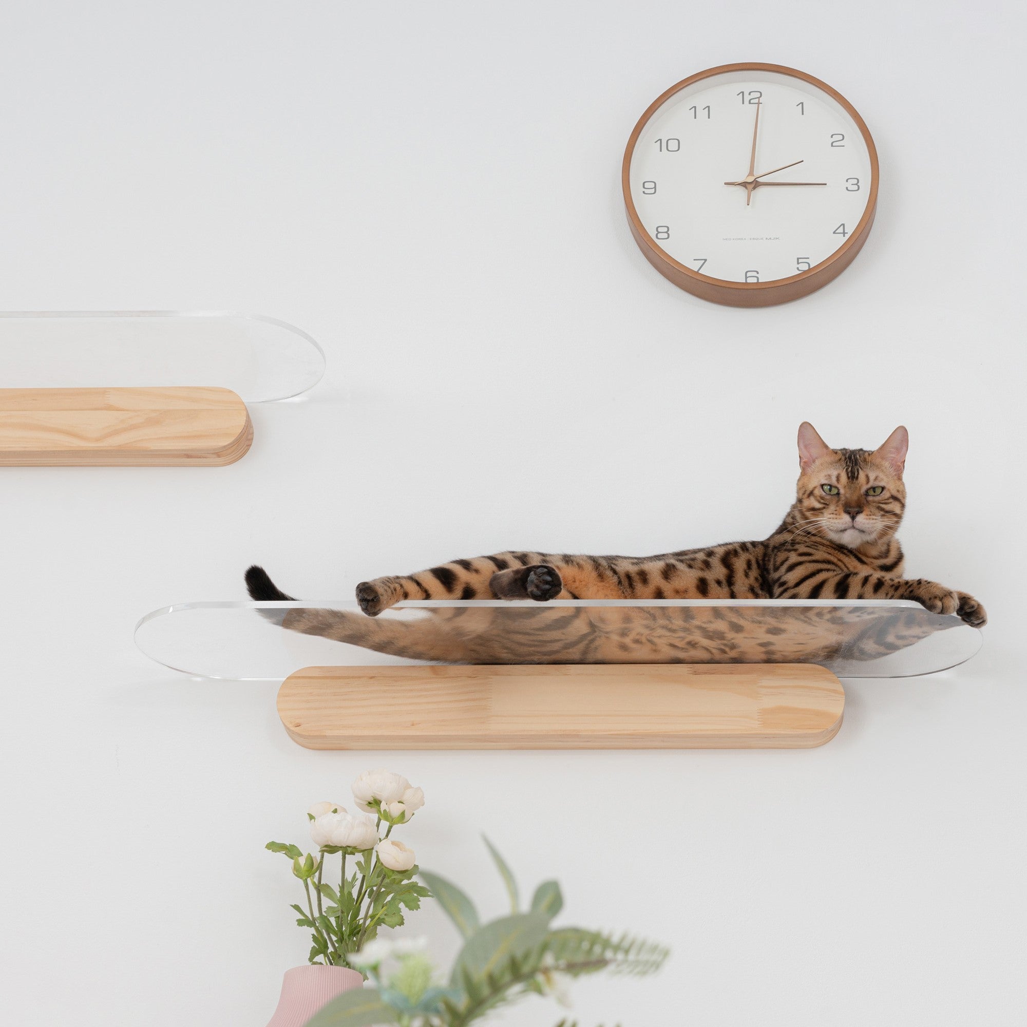 MYZOO-OBLONG キャットステップ/キャットウォーク。踏み台は透明仕様。パイン無垢材。幅60cmと90cmの2サイズが選べる。